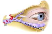 Unilateral Blindness as the Only Finding in a Patient with High Flow Carotid-Cavernous Fistula