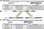 Identification of a novel homozygous mutation in the DDR2 gene from a patient with spondylo-meta-epiphyseal dysplasia by whole exome sequencing