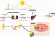 Reply to: A key role for vitamin D binding protein in COVID-19?