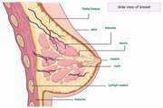 Discrimination of benign and malignant solid breast masses using deeprn residual leaing-based bimodal computer-aided diagnosis system