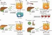 Hepatic iron overload and fibrosis in patients with beta thalassemia major after hematopoietic stem cell transplantation: A pilot study