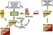 Association of Non-Alcoholic Fatty Liver Disease with Increased Carotid Intima-Media Thickness Considering Other Cardiovascular Risk Factors