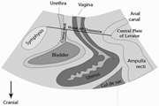 Association between 2D trans-perineal ultrasound and physical examination in evaluation of ani function