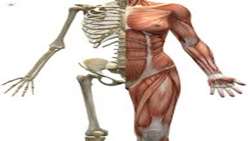 همبستگی تغییرات یافته های MRI عضله با علایم بالینی وپاراکلینیک 