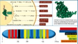 Early growth response 1 transcription factor and its context-dep