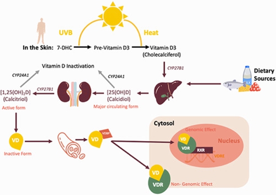 vitamin D binding protein in COVID-19 {faces}