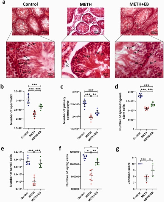 Elderberry improves sperm, testis in meth-exposed rats {faces}