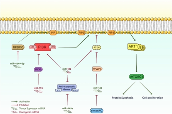 microRNA variants on PI3K/AKT signaling in triple-negative breast cancer {faces}