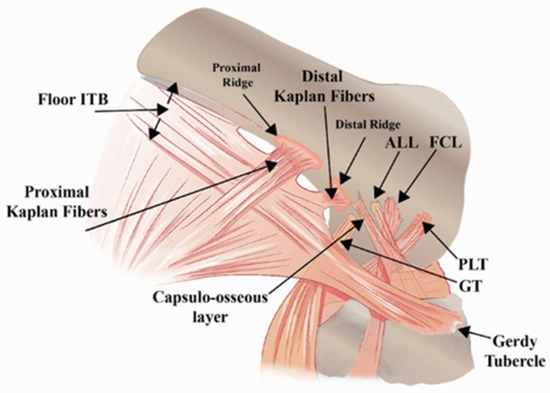 Investigating Injuries to the Anterolateral Corner of the Knee {faces}