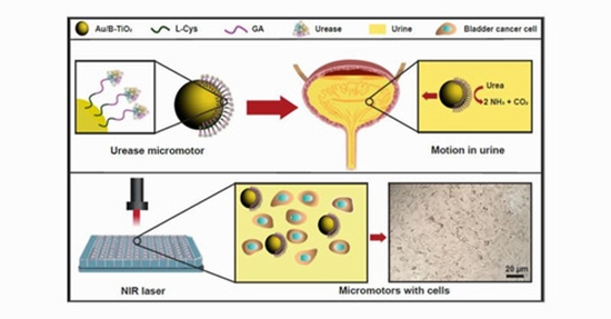 Urease-Powered Black TiO2 Micromotors for Photothermal Therapy of Bladder Cancer {faces}