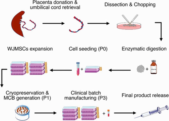 Embolization Using Mesenchymal Stem Cells to Treatment of Knee Osteoarthritis {faces}