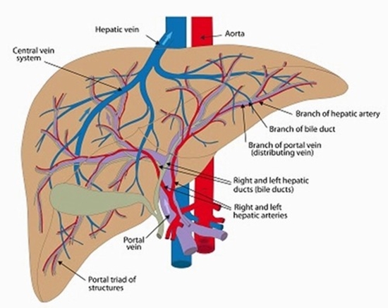 Precision Risk Stratification in Hepatocellular Carcinoma {faces}