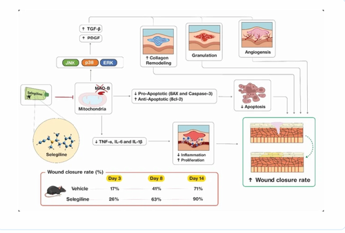 Topical selegiline accelerates cutaneous wound healing with phase-specific modulation of MAPK signaling